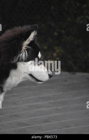 Süße schwarze und weiße alusky Hund Stockfoto