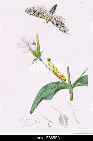 841 John-Curtis British-Entomology Platte-722 Wood-Leopard - Moth - aescult Zeuzera Stockfoto