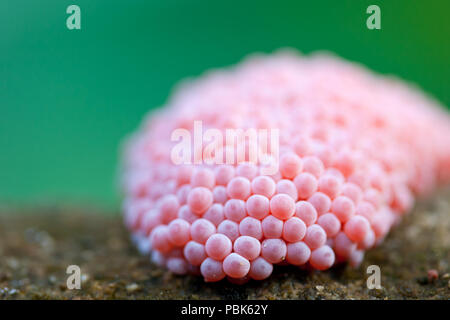 Close up Goldene Apfelschnecken Eier Stockfoto