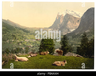 731 Grindelwald, Kühe auf der Weide, Berner Oberland, Schweiz - LCCN 2001701308 Stockfoto