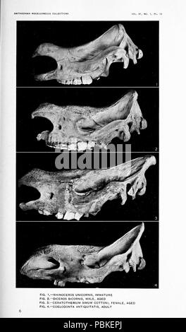 751 Heller, das weiße Nashorn (1913), Pl. 12. Stockfoto