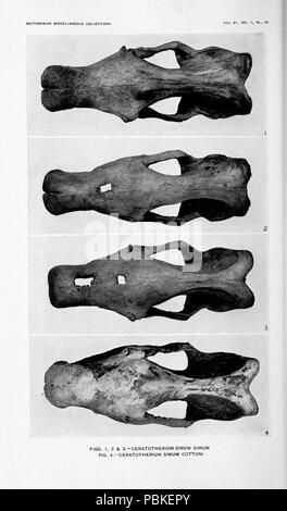 751 Heller, das weiße Nashorn (1913), Pl. 25. Stockfoto