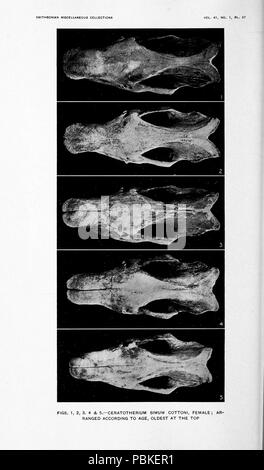 751 Heller, das weiße Nashorn (1913), Pl. 27. Stockfoto