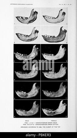 751 Heller, das weiße Nashorn (1913), Pl. 29. Stockfoto