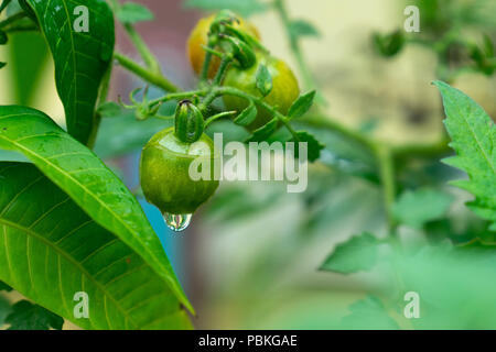 Grüne Tomaten am Zweig in der wassertropfen nach dem Regen. Stockfoto