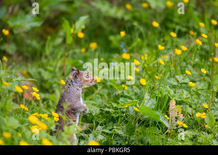 Foto lange Holz Nature Reserve, Cardiff, Großbritannien Stockfoto