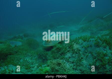 Blue-spotted ribbontail Ray, Blaupunktrochen, Blaupunkt-Stachelrochen, Taeniura lymma, Rotes Meer, Ägypten, Rotes Meer, Ägypten Stockfoto