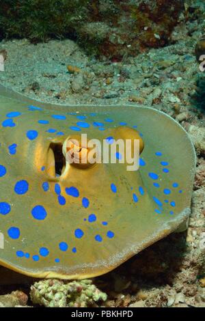 Blue-spotted ribbontail Ray, Blaupunktrochen, Blaupunkt-Stachelrochen, Taeniura lymma, Rotes Meer, Ägypten, Rotes Meer, Ägypten Stockfoto