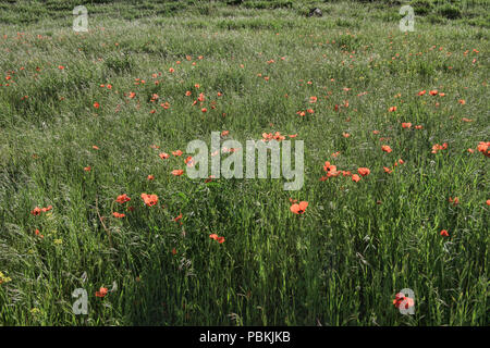 Mohnblumen auf den Höhen von Alay route, Alay, Kirgistan Stockfoto