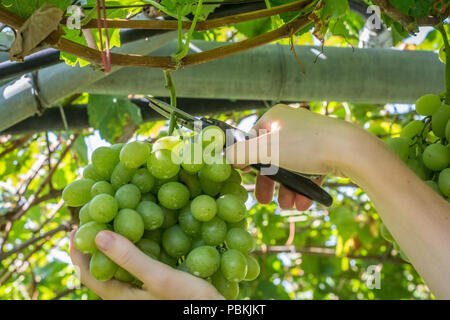 Worker's Hände Schneiden weißen Trauben von den Reben während der Weinlese im September. Trauben Ernte im italienischen Weinberg, Südtirol, Italien Stockfoto