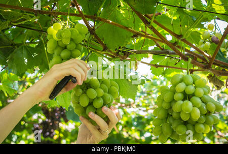 Worker's Hände Schneiden weißen Trauben von den Reben während der Weinlese im September. Trauben Ernte im italienischen Weinberg, Südtirol, Italien Stockfoto