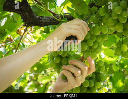 Worker's Hände Schneiden weißen Trauben von den Reben während der Weinlese im September. Trauben Ernte im italienischen Weinberg, Südtirol, Italien Stockfoto