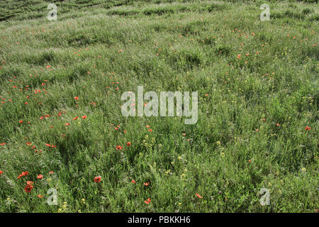 Mohnblumen auf den Höhen von Alay route, Alay, Kirgistan Stockfoto