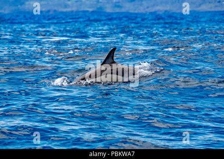 Gemeinsame Dolphin in schillerndem blau Ocean Stockfoto