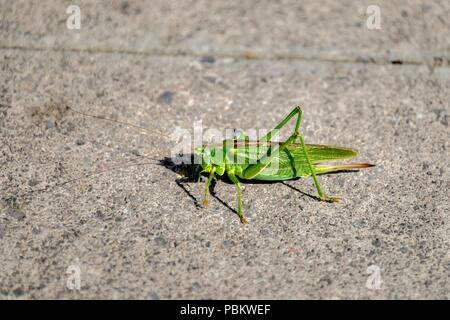 Die große Green Bush Cricket Stockfoto