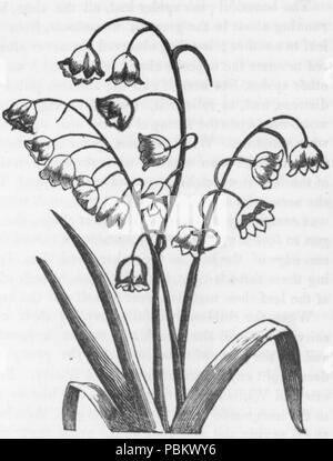 922 Maiglöckchen Zeichnung (1) Stockfoto