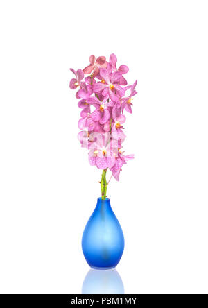 Rosa Orchidee Blumen in Vasen isoliert auf weißem Stockfoto