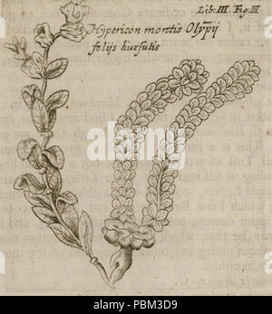 779 Hypericon montis Olympi-Wheler George - 1682 Stockfoto