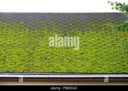 Braun flexible Ziegel auf dem Dach des Hauses, schön bewachsen mit grünem Moos. Weiche Dach, Dachziegel. Flexible Schindeln. Dachziegeln Textur. Fl Stockfoto