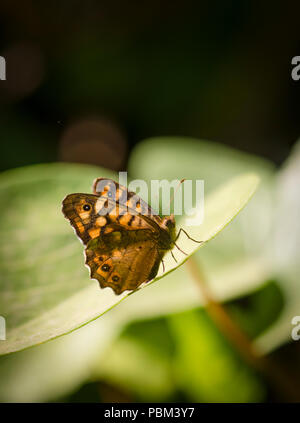 Hauhechelbläuling (Pararge depressa) Aalen in Morgensonne. Mijas, Andalusien, Spanien. Stockfoto