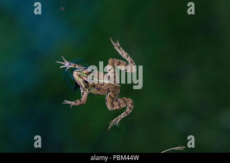 Iberische Wasser Frosch, außer Perezi im Teich Andalusien, Spanien Stockfoto