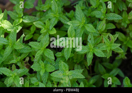 Marokkanische Minze im Kräutergarten wächst. Spanien. Stockfoto