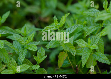 Marokkanische Minze im Kräutergarten wächst. Spanien. Stockfoto