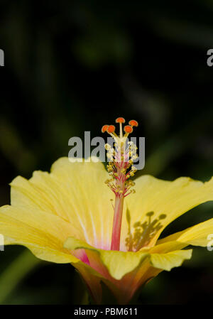 Blume eines Hibiskus, rose Mallow. Hawaiian Hibiscus. Stockfoto