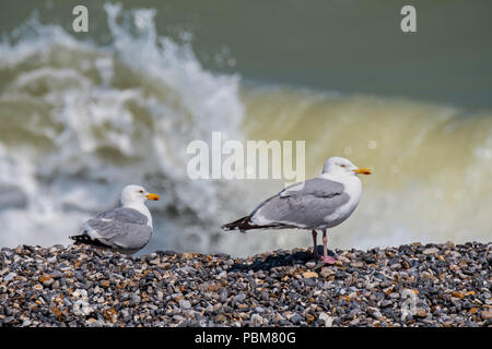 Zwei europäische Silbermöwe (Larus argentatus) Vor der Welle am Kiesstrand Stockfoto