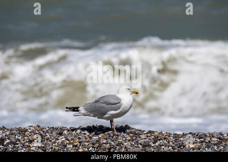 Europäische Silbermöwe (Larus argentatus) vor der Wellen am Strand brechen Stockfoto