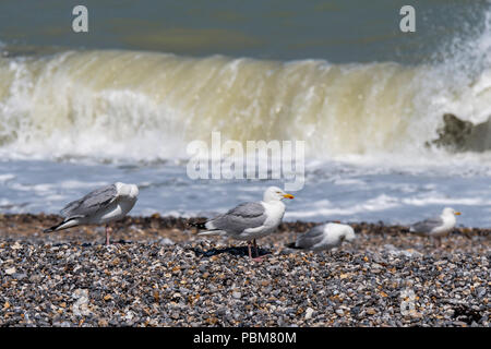 Herde der Europäischen Silbermöwe (Larus argentatus) vor der Wellen am Strand brechen Stockfoto