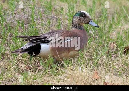 Mareca amerikanischen Pfeifente (Amerikanische) Mai 22., 2014 in der Nähe von Anchorage, Alaska Stockfoto