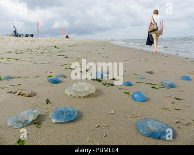 Kijkduin, Den Haag, Niederlande - 28. Juli 2018: beachgoers unter Schwärme von bis gewaschen Qualle Stockfoto