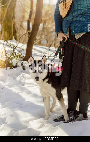 Frau mit ihren Siberian husky Hund an der Leine bei einem Spaziergang in den Wald Stockfoto