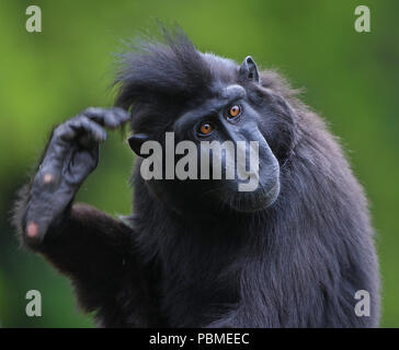 Paignton Zoo, Devon, England: eine Nahaufnahme eines macaque Affen seinen Kopf kratzen mit seinem Fuß Stockfoto