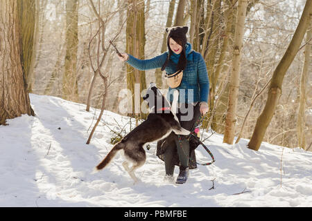 Stilvolle Frau mit lustigen Hut und Rock mit ihr spielen Siberian husky Hund im Winter Wald mit dem Stick Stockfoto