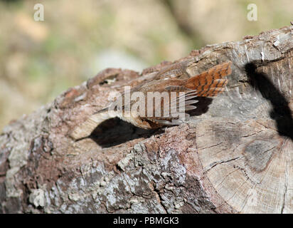 Canyon Wren (Catherpes mexicanus) November 9th, 2015 Santa Rita Lodge, Madera Canyon, Arizona Stockfoto