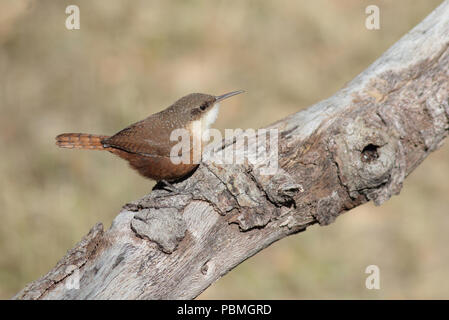 Canyon Wren (Catherpes mexicanus) November 9th, 2015 Santa Rita Lodge, Madera Canyon, Arizona Stockfoto