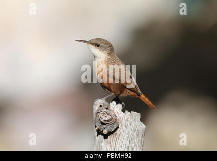 Canyon Wren (Catherpes mexicanus) November 9th, 2015 Santa Rita Lodge, Madera Canyon, Arizona Stockfoto