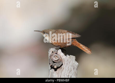 Canyon Wren (Catherpes mexicanus) November 9th, 2015 Santa Rita Lodge, Madera Canyon, Arizona Stockfoto