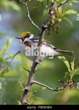 Kastanien-seitig Warbler (Setophaga pensylvanica) 26 Mai 2011 Beaver Creek Natur, SD Stockfoto