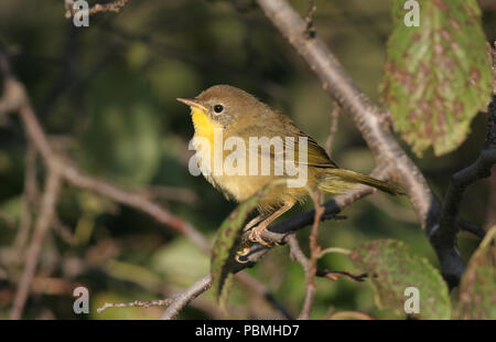 Gemeinsame Yellowthroat weiblichen September 7th, 2007 Newton Hills State Park, South Dakota Stockfoto