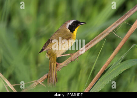 Gemeinsame Yellowthroat (Geothlypis trichas) Mai 28, 2006 Atkins SLough in der Nähe von Kaffee, Lincoln County Stockfoto