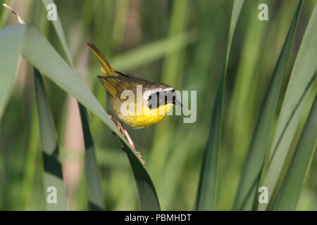 Gemeinsame Yellowthroat Juni 12th, 2006 Minnehaha County Stockfoto