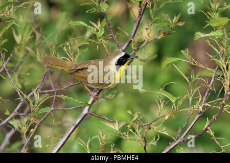 Gemeinsame Yellowthroat (Geothlypis trichas) Mai 20th, 2007 Graben Straße in Minnehaha County, South Dakota Stockfoto