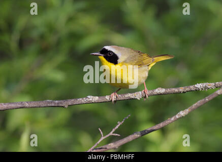 Gemeinsame Yellowthroat 26 Mai 2011 Beaver Creek Natur, SD Stockfoto