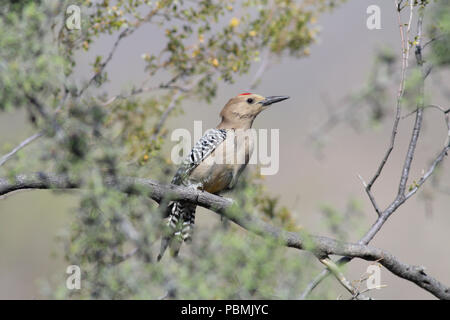 Gila Woodpecker April 16th, 2014 Saguaro National Park (Osten), in der Nähe von Tucson, Arizona Stockfoto