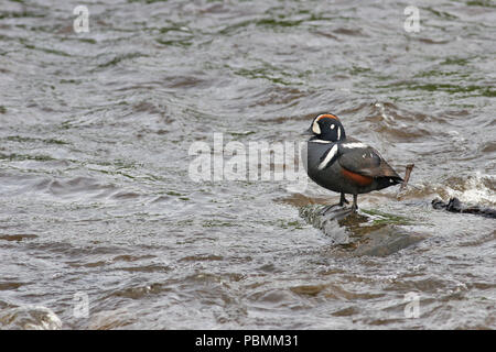 Harlequin Duck (Histrionicus histrionicus) auf einem Felsen in einem schnell fliessenden Fluss auf der Kenai Halbinsel in Alaska thront. Stockfoto