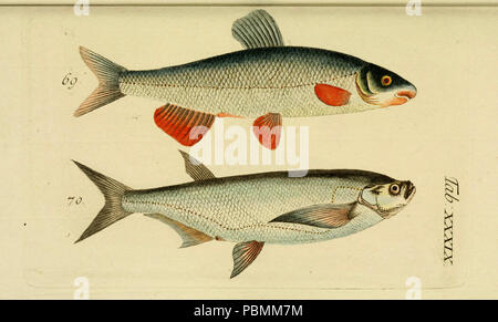 Abbildung und Beschreibung der Fische (Tab. XXXIX) Stockfoto