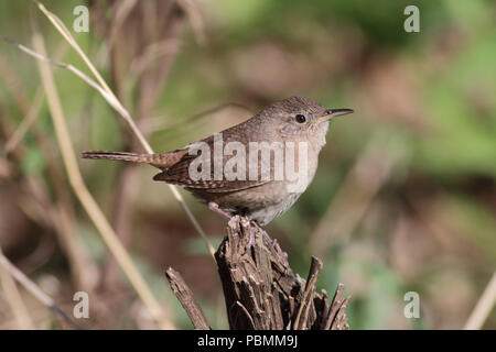 Haus Zaunkönig (Troglodytes aetis) Mai 17th, 2014 Beaver Creek Naturgebiet in der Nähe von Brandon, SD Stockfoto